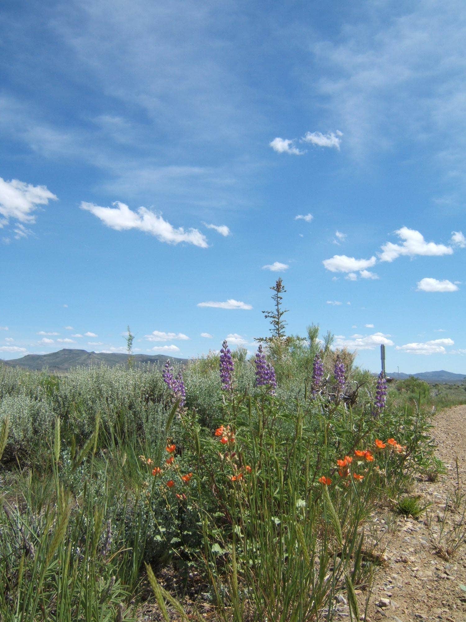 Camper submitted image from North Wild Horse Recreation Area - 1