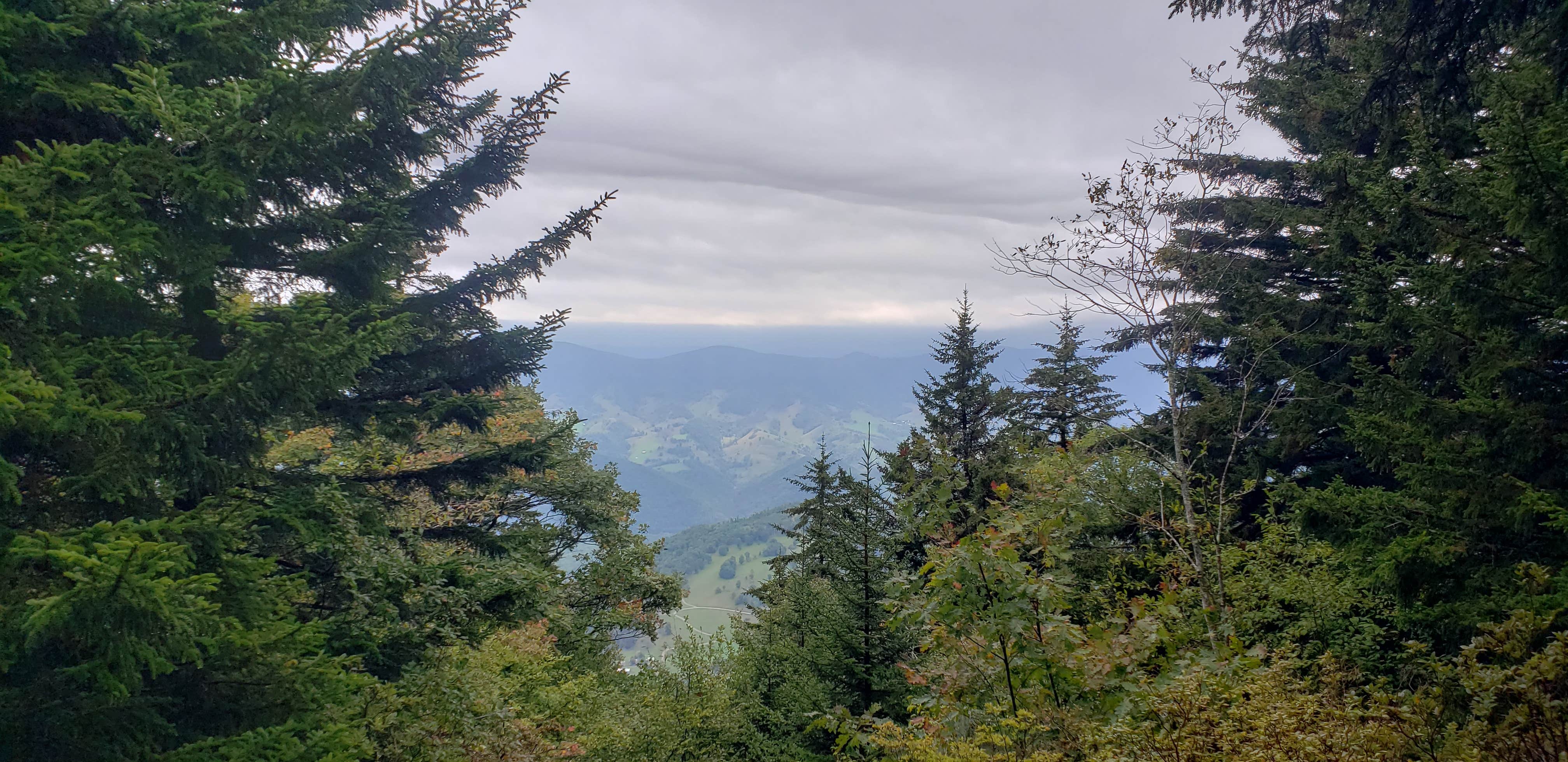 Camper submitted image from Spruce Knob and Spruce Knob Observation Tower - 1