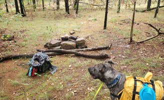 Veronica S.'s photo of camping with pets at OHT Backcountry Primitive Site near Ozark, AR