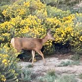 Review photo of Rifle Gap State Park Campground by MickandKarla W., September 23, 2021