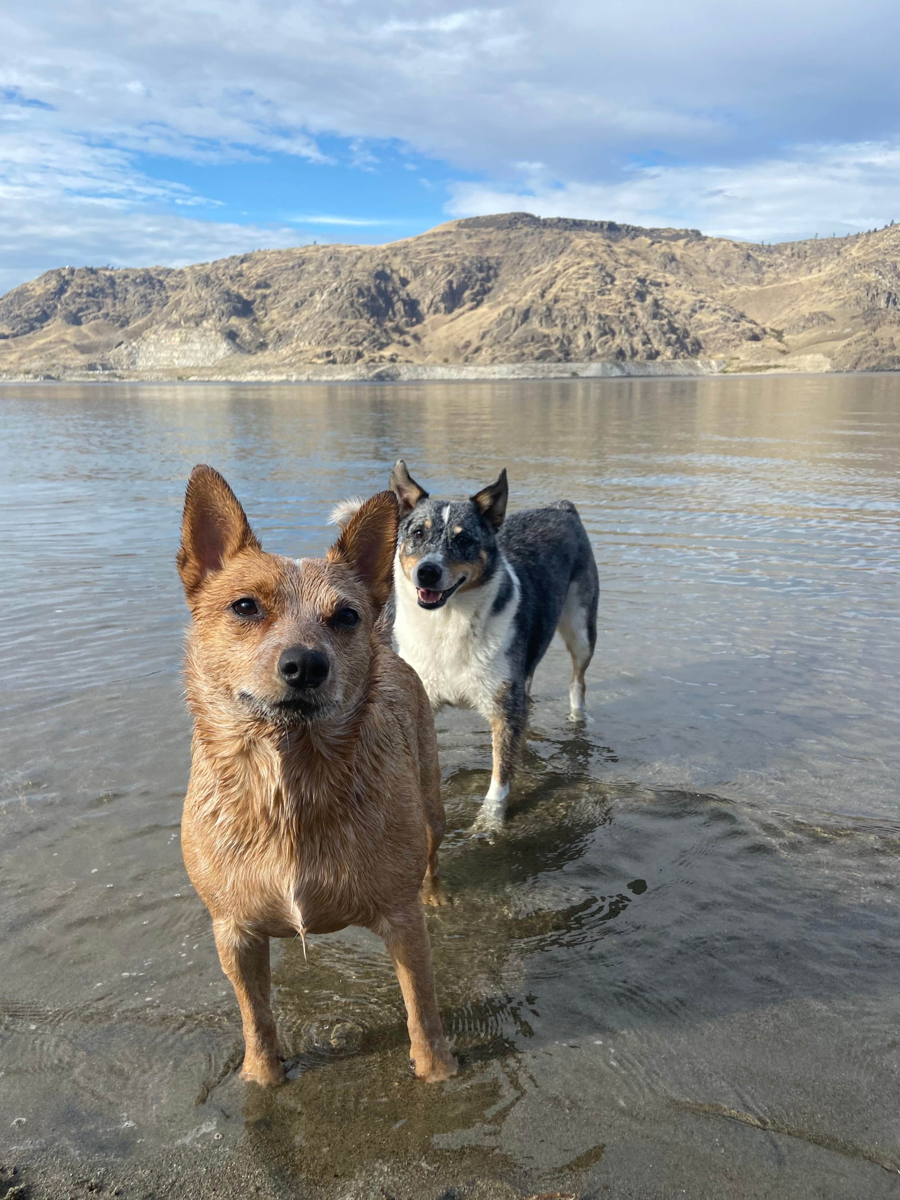 Emily S.'s photo of camping with pets at Spring Canyon Campground — Lake Roosevelt National Recreation Area near Lake Roosevelt National Recreation Area