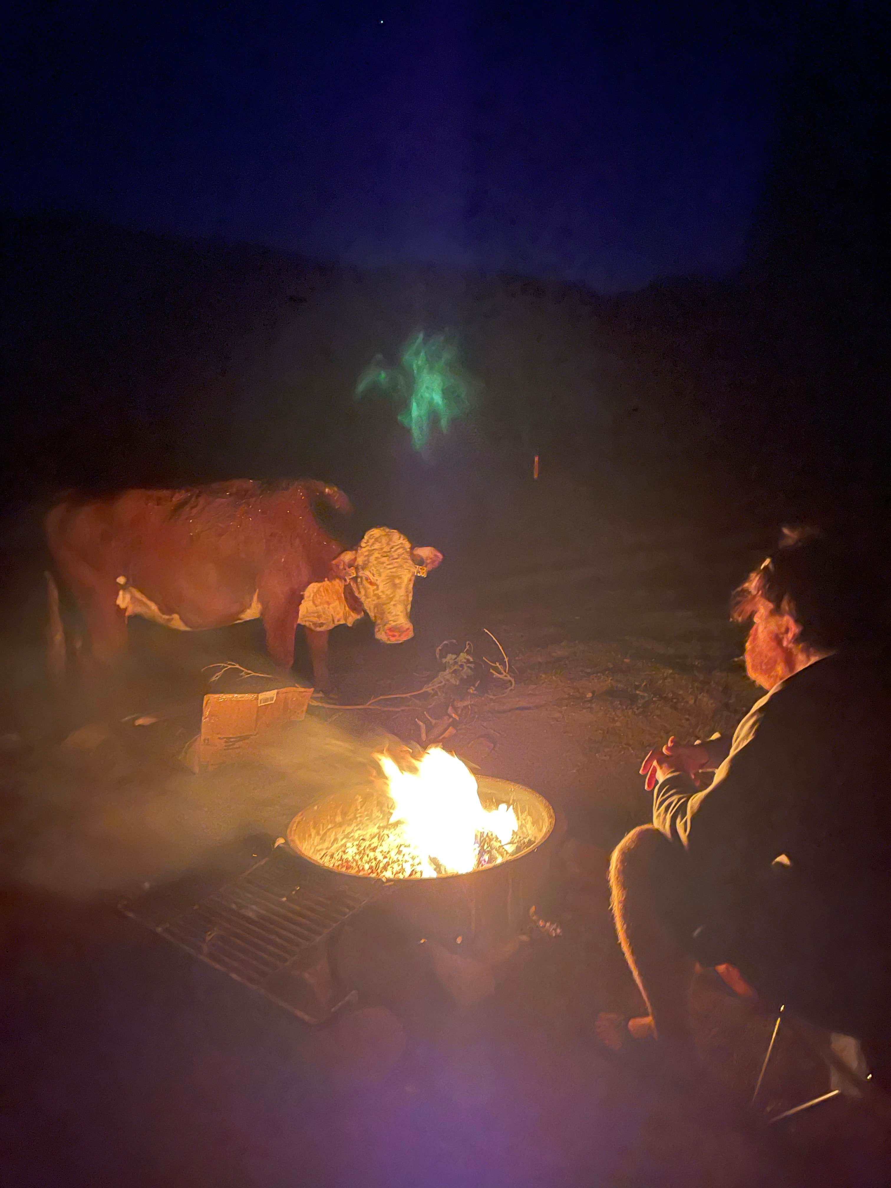 Camper submitted image from Washington Gulch Dispersed Camping - 4