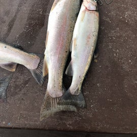 Beautiful Rainbow Trout. We had one over 4 pounds…
