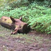 Review photo of Shawnee State Park Campground by Dan L., July 1, 2018