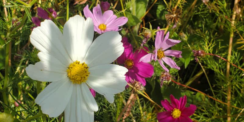 Camper submitted image from Boulder County Fairgrounds