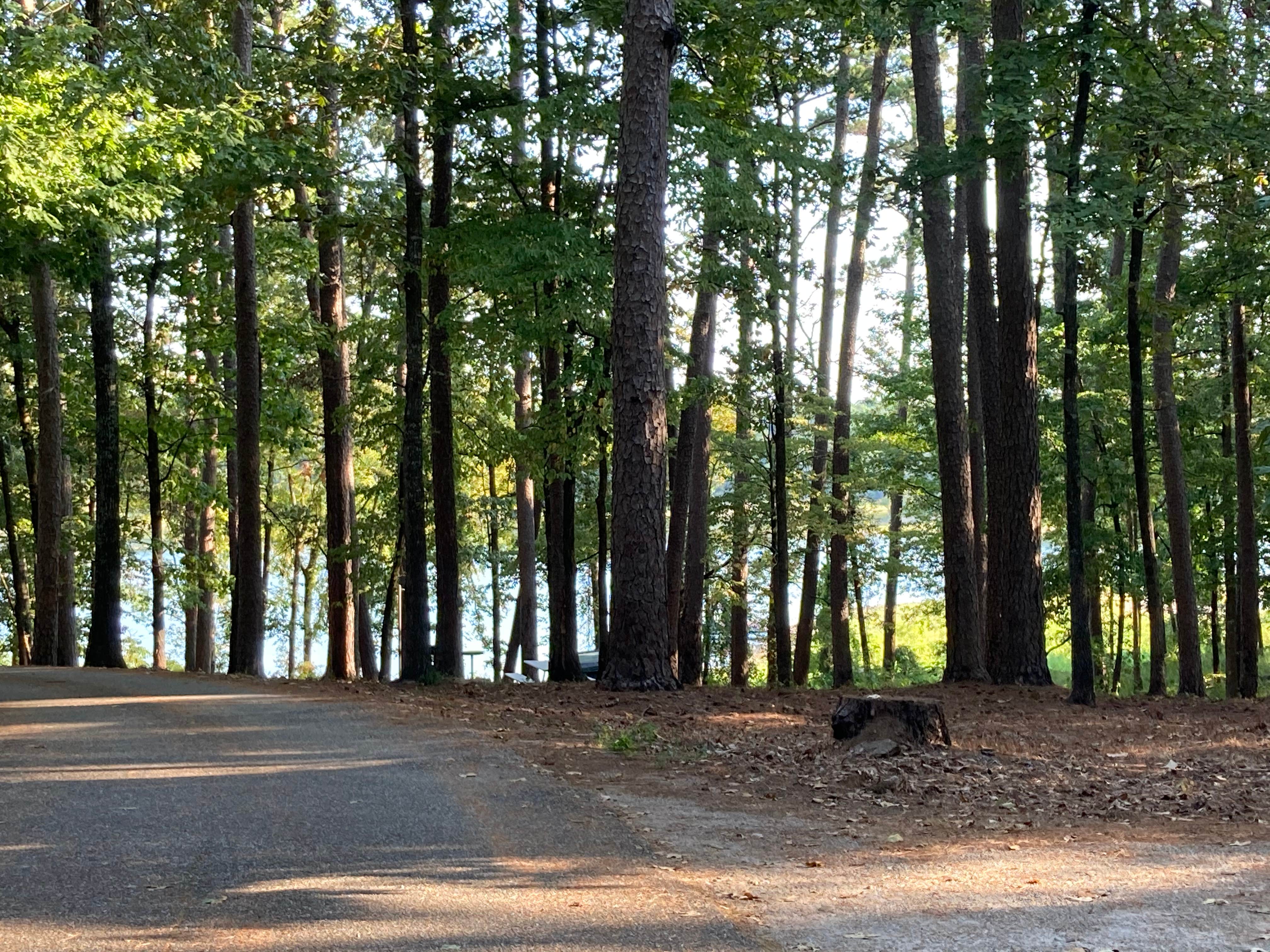 Camper submitted image from Caddo Drive - De Gray Lake - 3