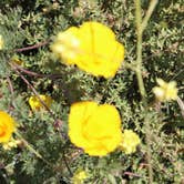 Review photo of Islay Creek Campground — Montaña de Oro State Park by Annie C., July 1, 2018