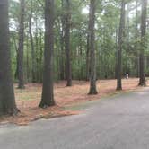 Review photo of Harold Parker State Forest - Lorraine Campground by Alan , September 24, 2021