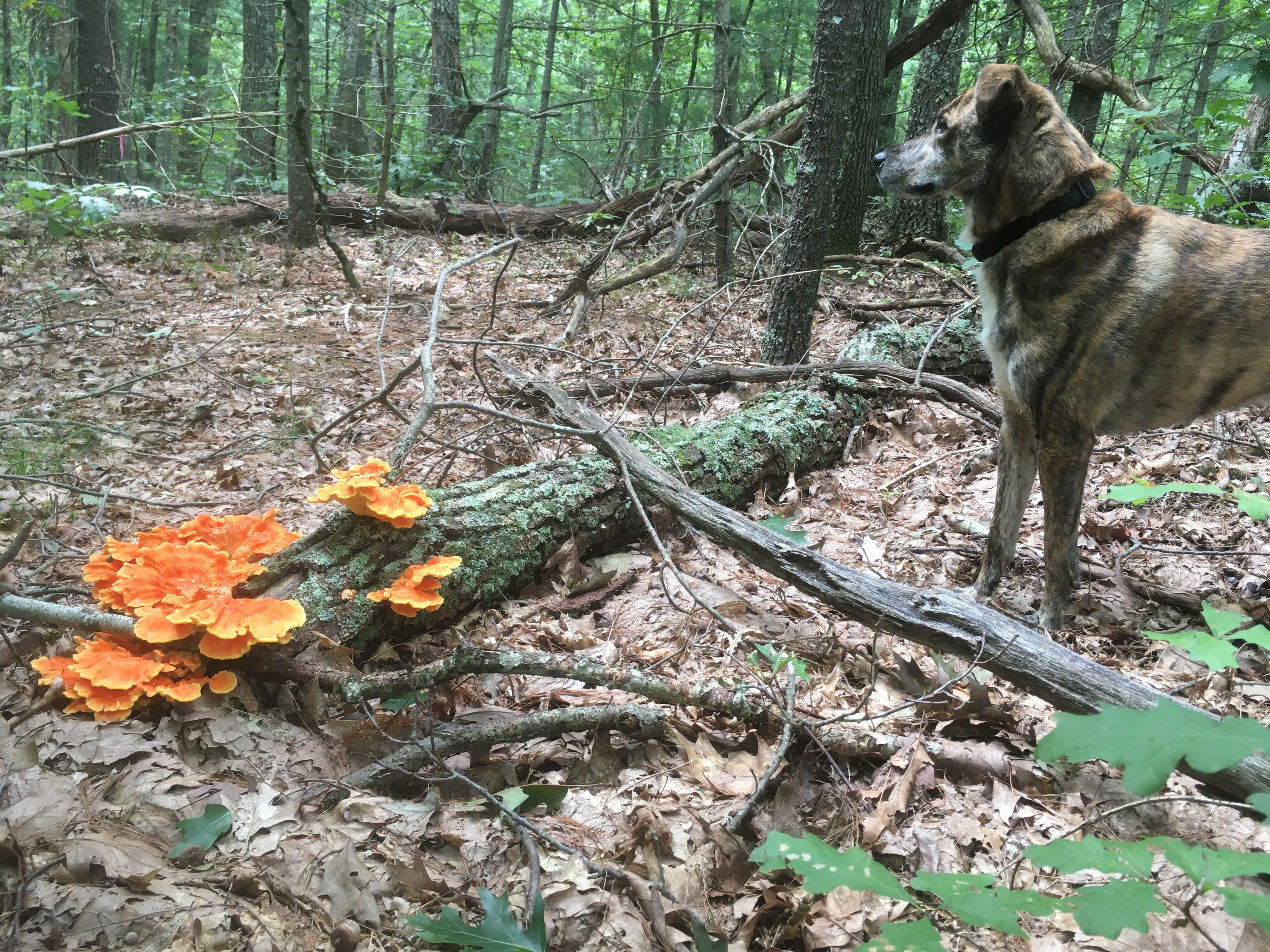Alan's photo of camping with pets at Lorraine Park Campground — Harold Parker State Forest near Salem, MA
