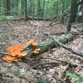 Review photo of Harold Parker State Forest - Lorraine Campground by Alan , September 24, 2021