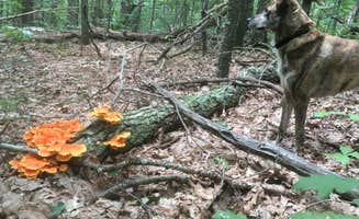 Alan's photo of camping with pets at Lorraine Park Campground — Harold Parker State Forest near Salem, MA