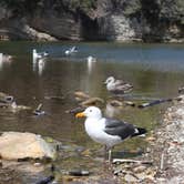 Review photo of Islay Creek Campground — Montaña de Oro State Park by Annie C., July 1, 2018