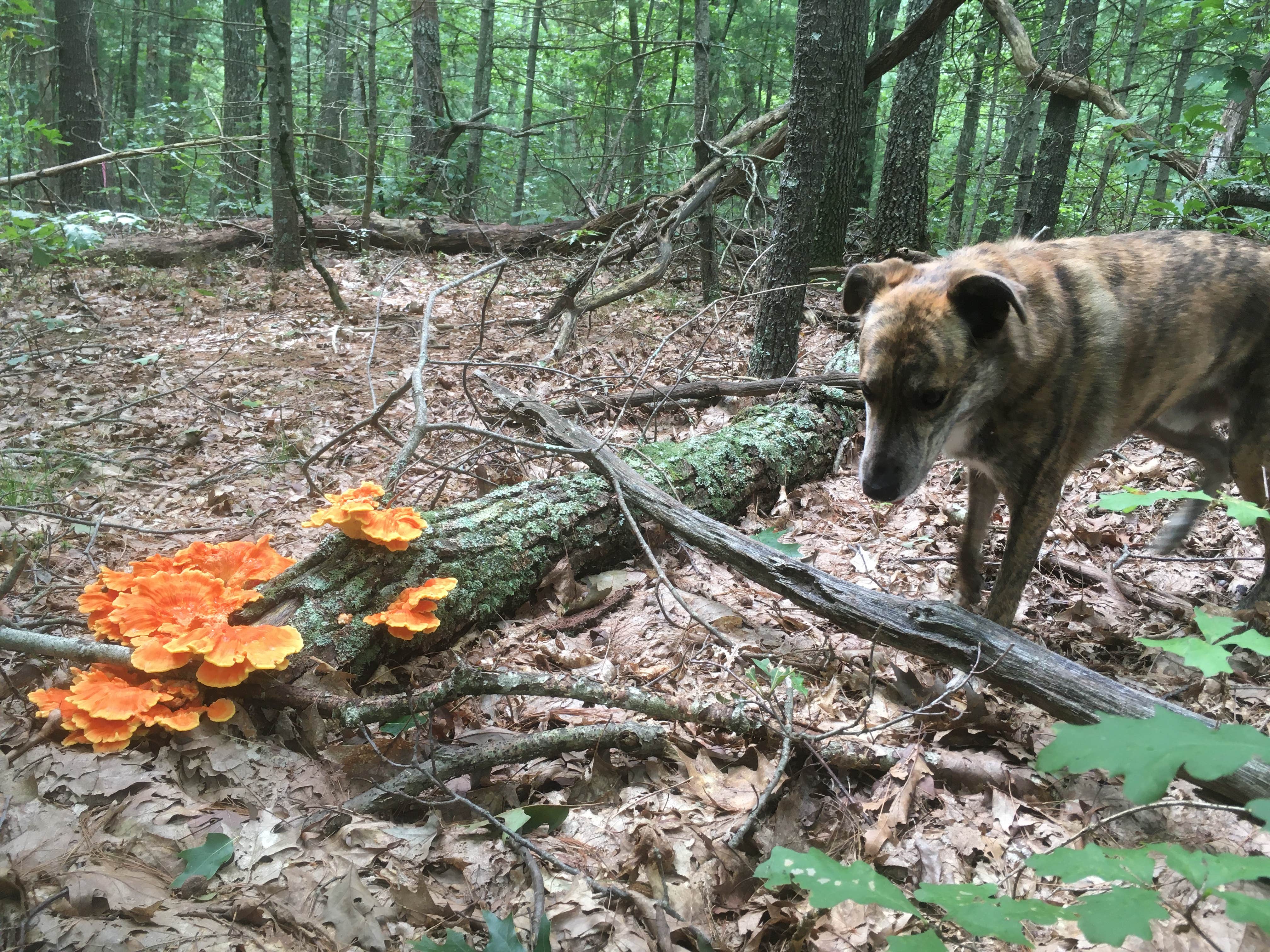 Alan's photo of camping with pets at Lorraine Park Campground — Harold Parker State Forest near Cambridge, MA