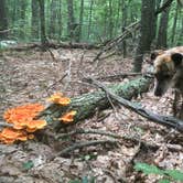 Review photo of Harold Parker State Forest - Lorraine Campground by Alan , September 24, 2021