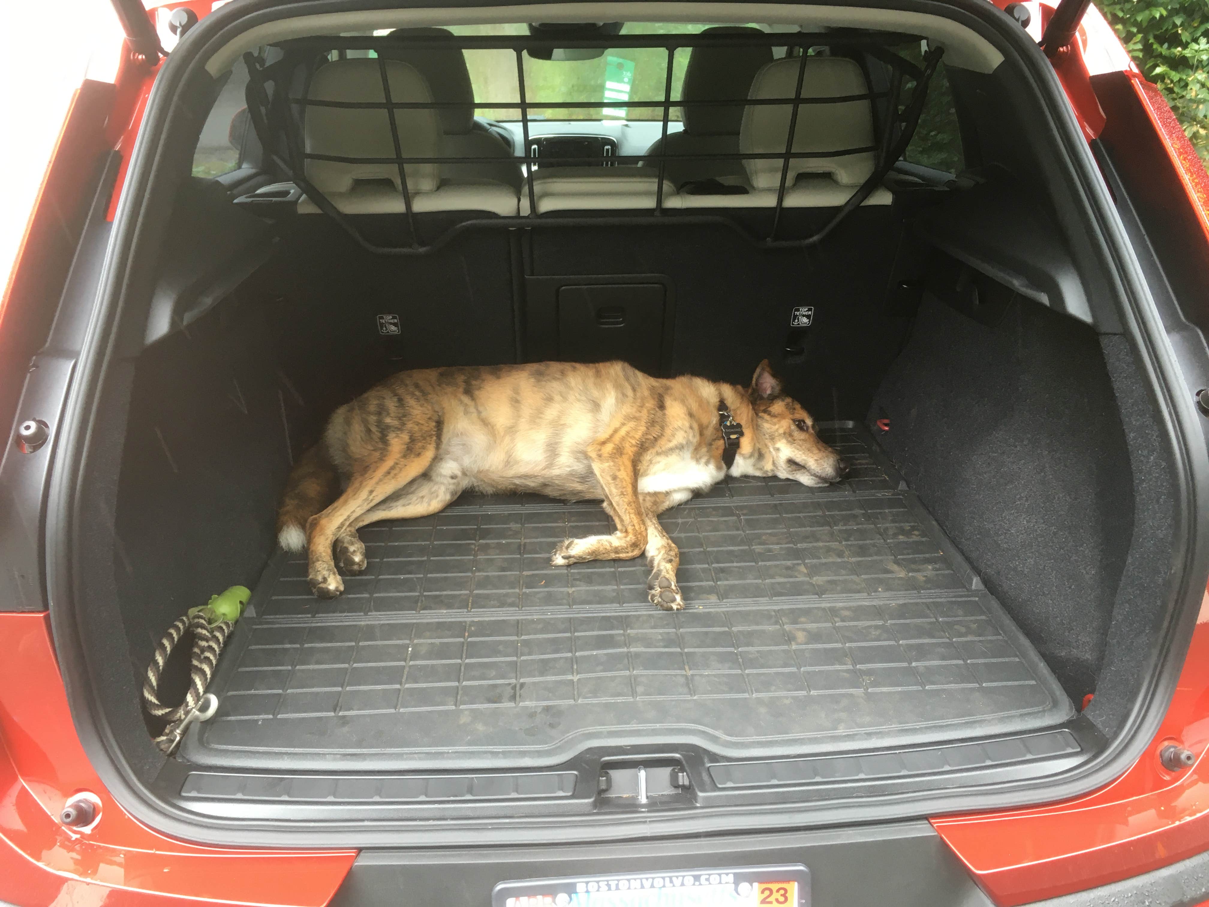 Alan's photo of camping with pets at Lorraine Park Campground — Harold Parker State Forest near Gloucester, MA