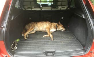 Alan's photo of camping with pets at Lorraine Park Campground — Harold Parker State Forest near Hampton Beach, NH