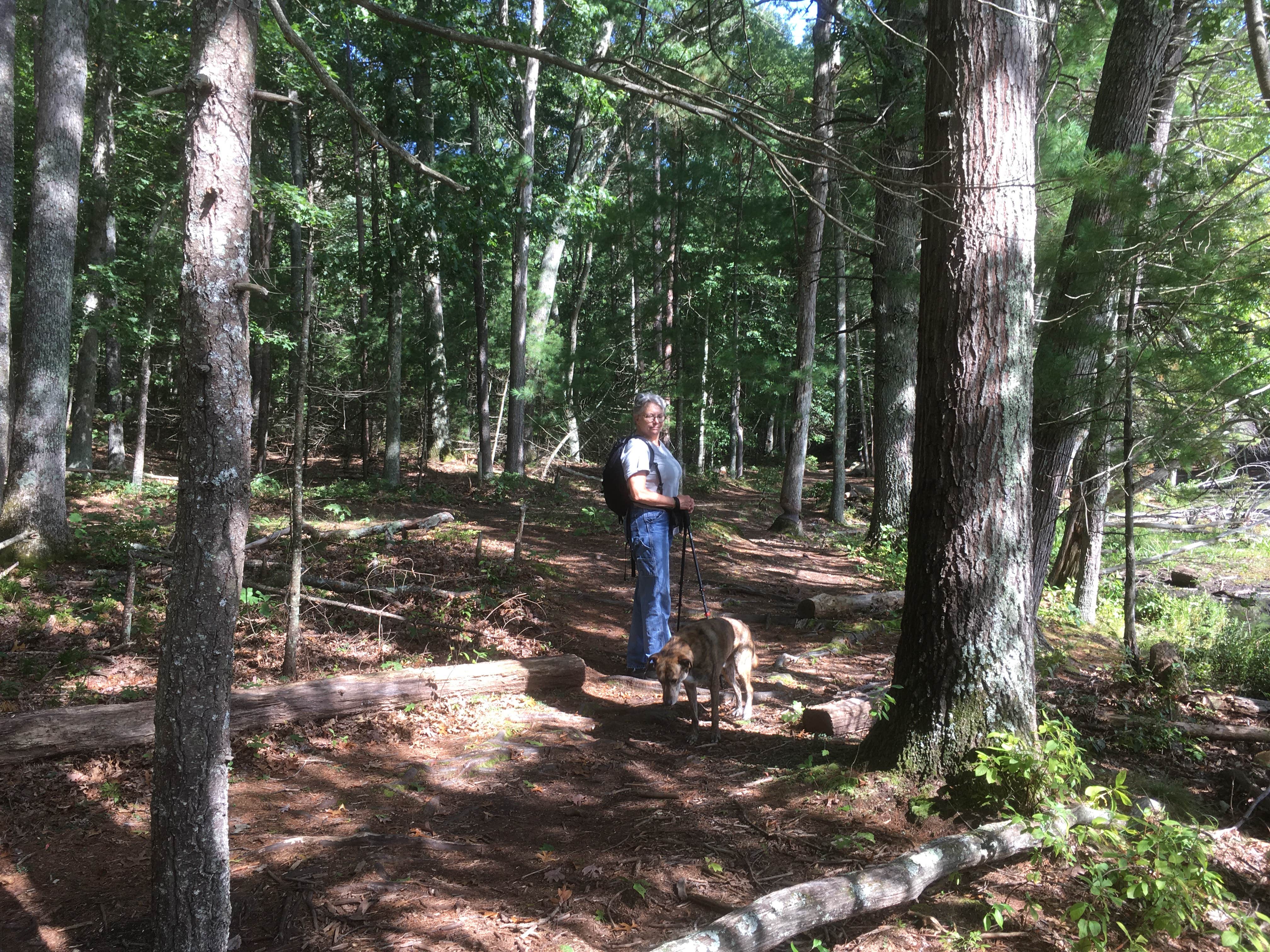 Alan's photo of camping with pets at Lorraine Park Campground — Harold Parker State Forest near Wakefield, MA