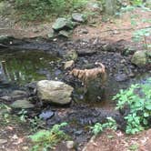 Review photo of Harold Parker State Forest - Lorraine Campground by Alan , September 24, 2021