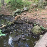 Review photo of Lorraine Park Campground — Harold Parker State Forest by Alan , September 24, 2021