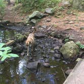 Review photo of Harold Parker State Forest - Lorraine Campground by Alan , September 24, 2021