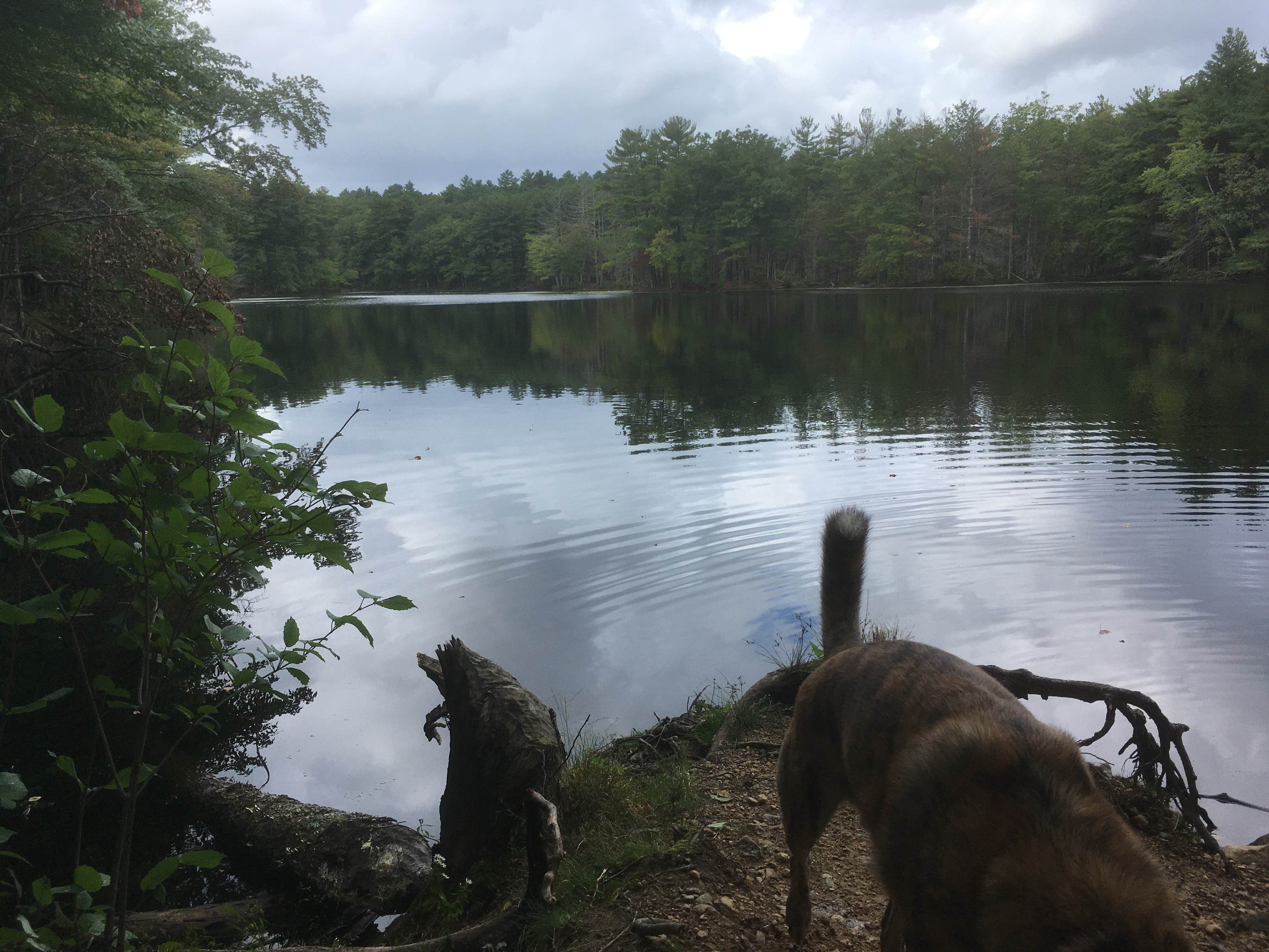 Alan's photo of camping with pets at Lorraine Park Campground — Harold Parker State Forest near Fremont, NH