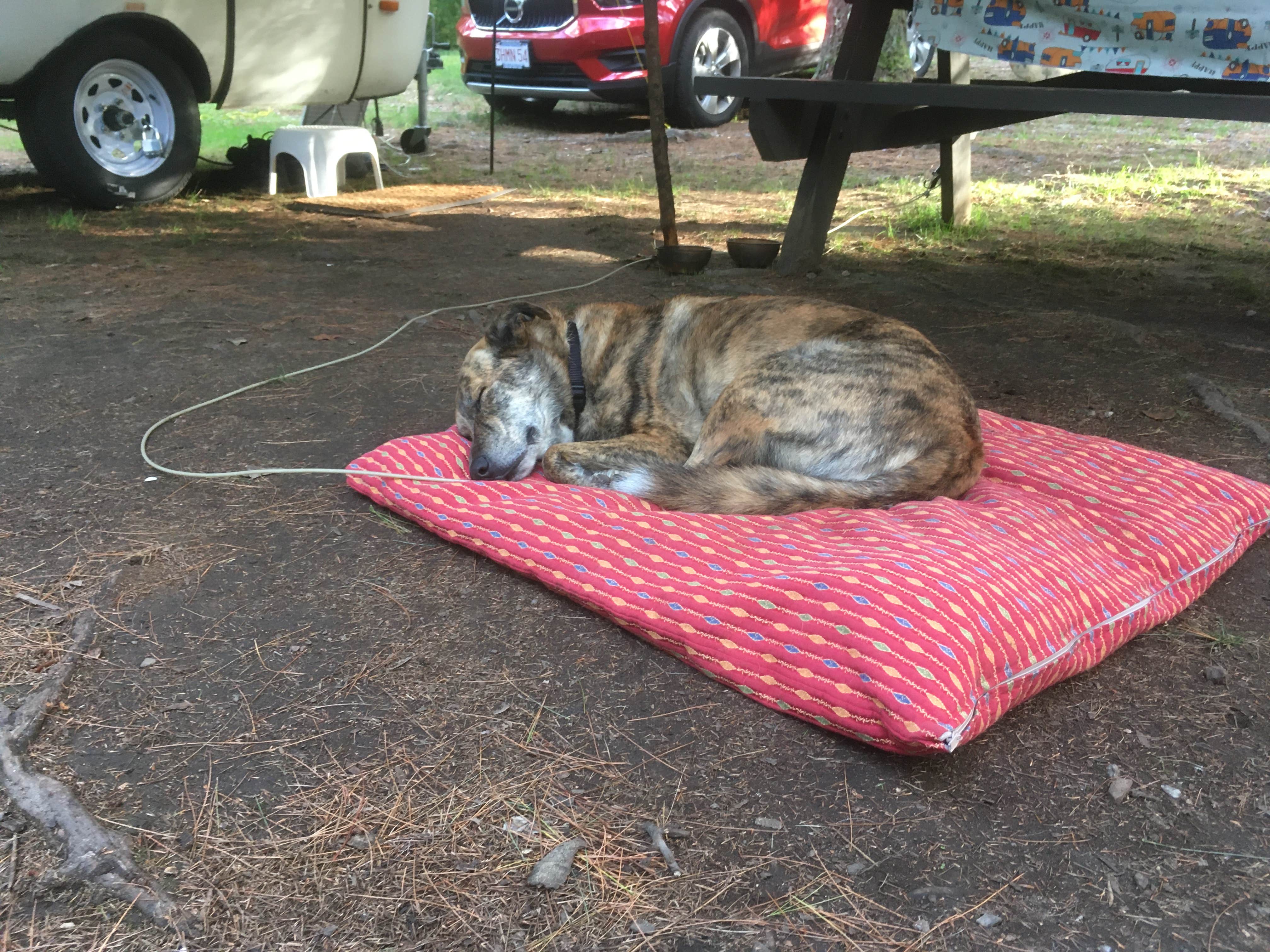Alan's photo of camping with pets at Lorraine Park Campground — Harold Parker State Forest near Nashua, NH