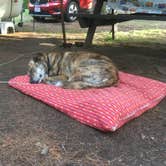 Review photo of Harold Parker State Forest - Lorraine Campground by Alan , September 24, 2021