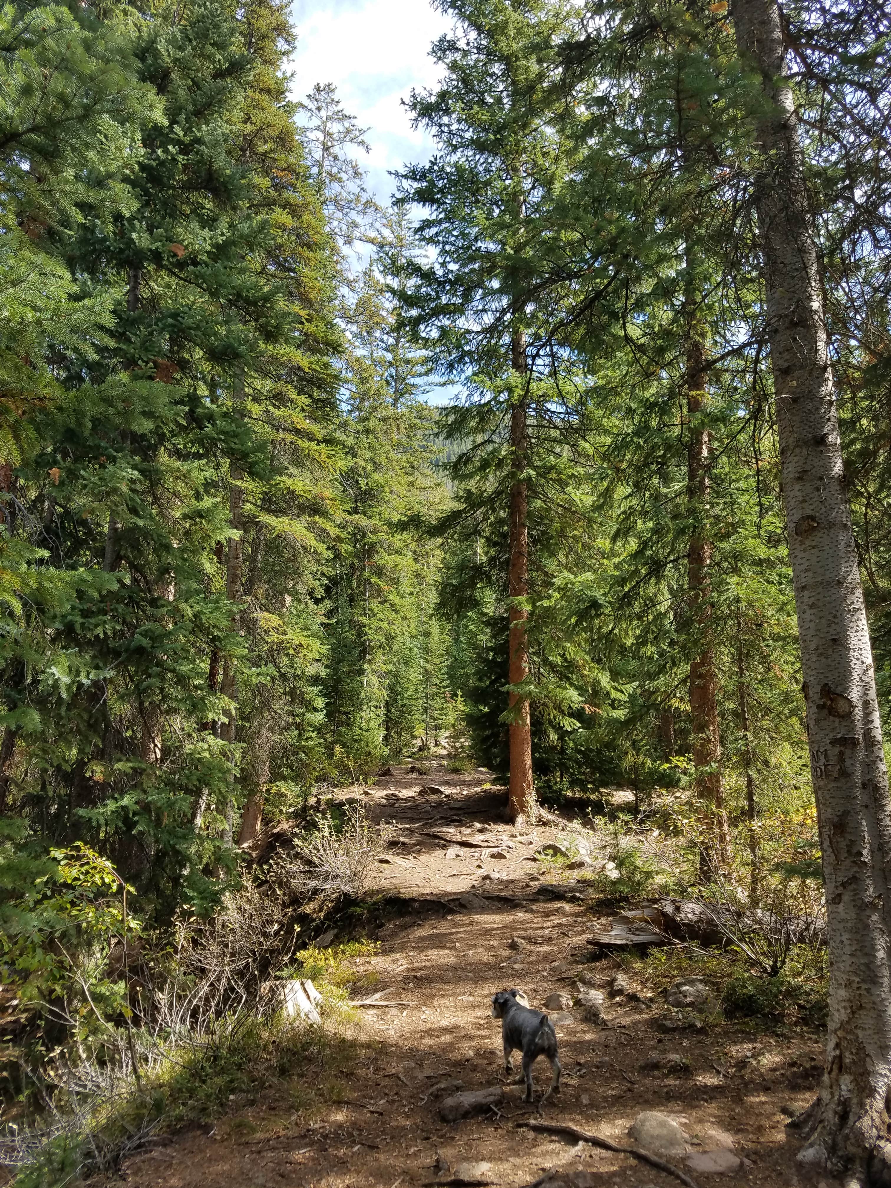 Stan's photo of camping with pets at Gore Creek Campground near Silverthorne, CO