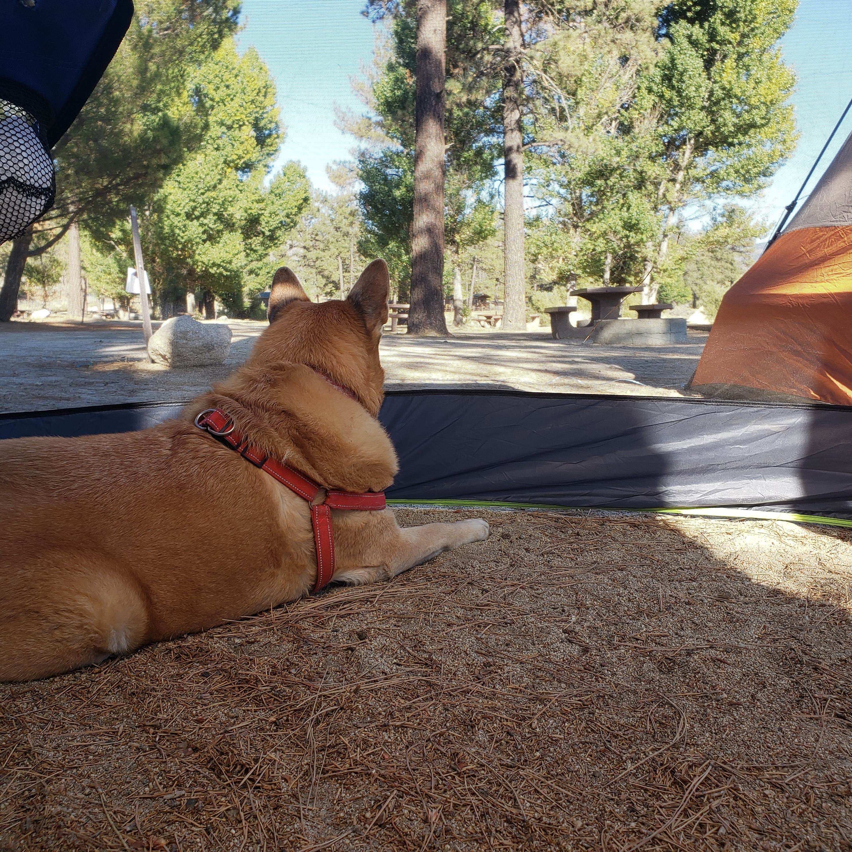 Eddie M.'s photo of camping with pets at Lake Hemet Campground near La Quinta, CA