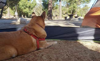 Eddie M.'s photo of camping with pets at Lake Hemet Campground in California