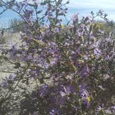 Review photo of White Rock Bay Campground — Antelope Island State Park by Patience C., September 25, 2021