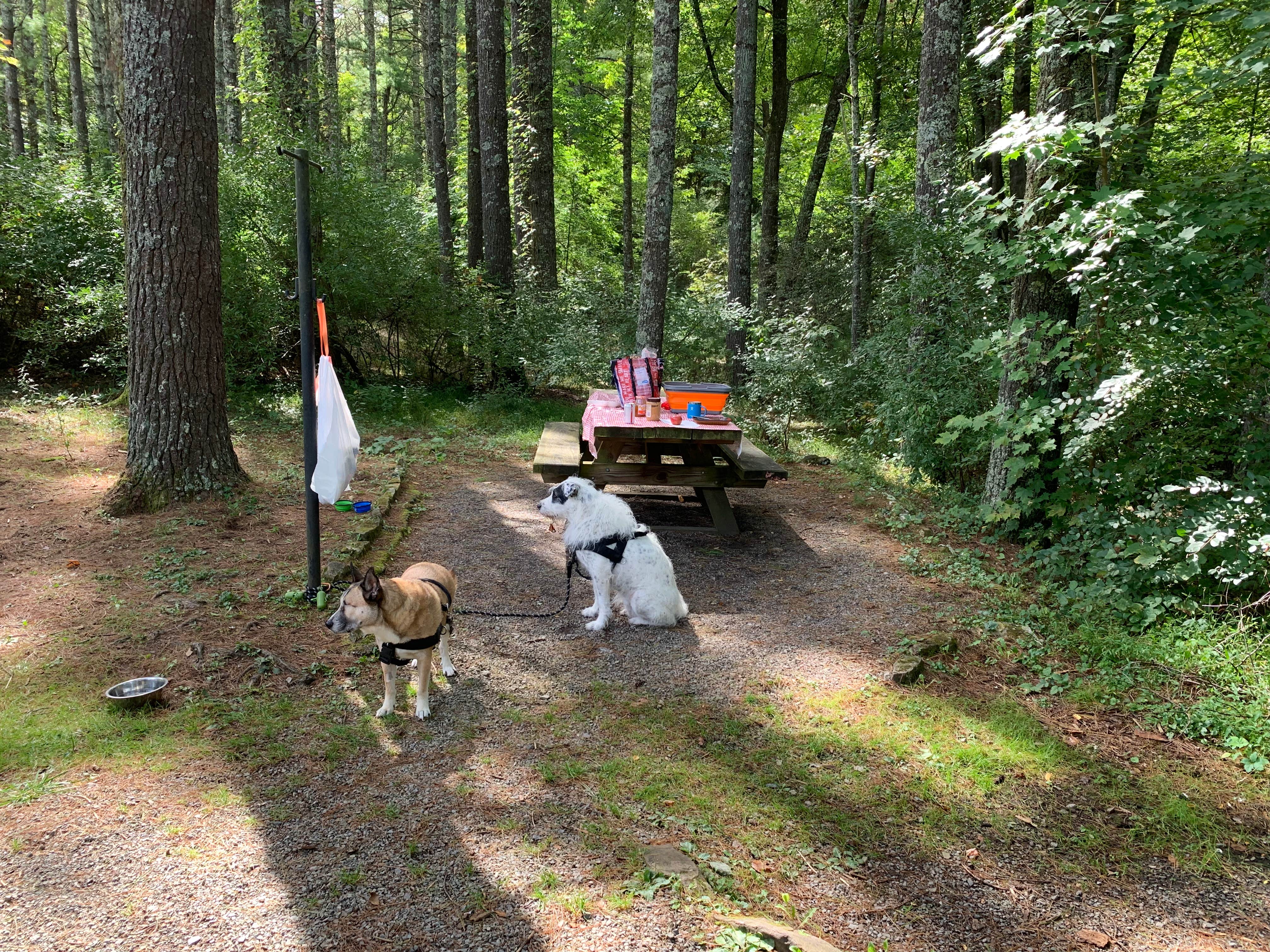 Gwynn G.'s photo of camping with pets at Stony Fork Campground near Sugar Grove, VA