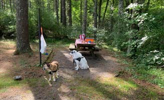 Gwynn G.'s photo of camping with pets at Stony Fork Campground near Sugar Grove, VA