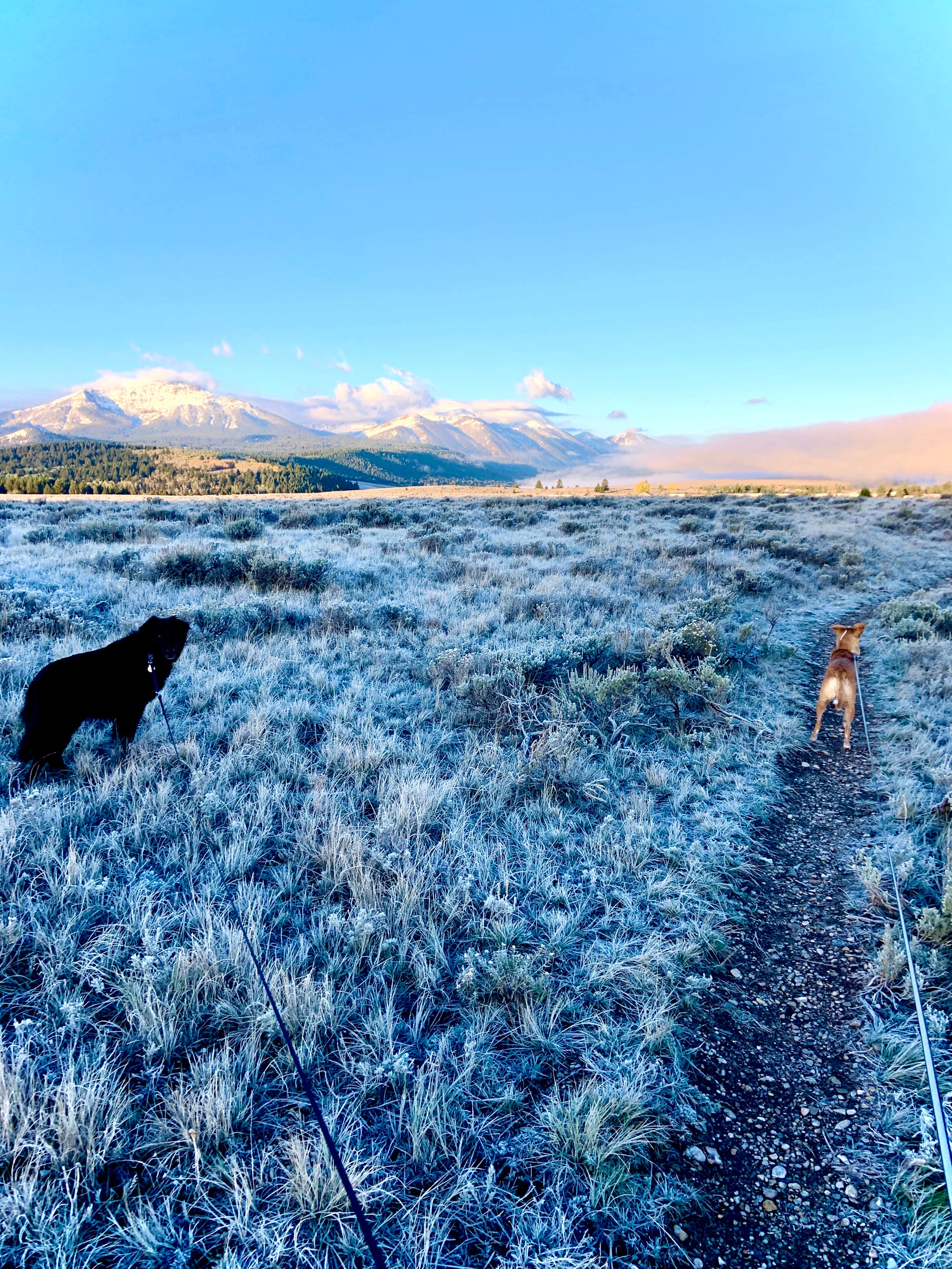Ashlee R.'s photo of camping with pets at Henrys Lake State Park Campground near West Yellowstone, MT