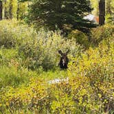 Review photo of Gros Ventre Campground — Grand Teton National Park by Michael M., September 25, 2021