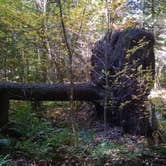 Review photo of October Mountain State Forest by Alan , September 25, 2021