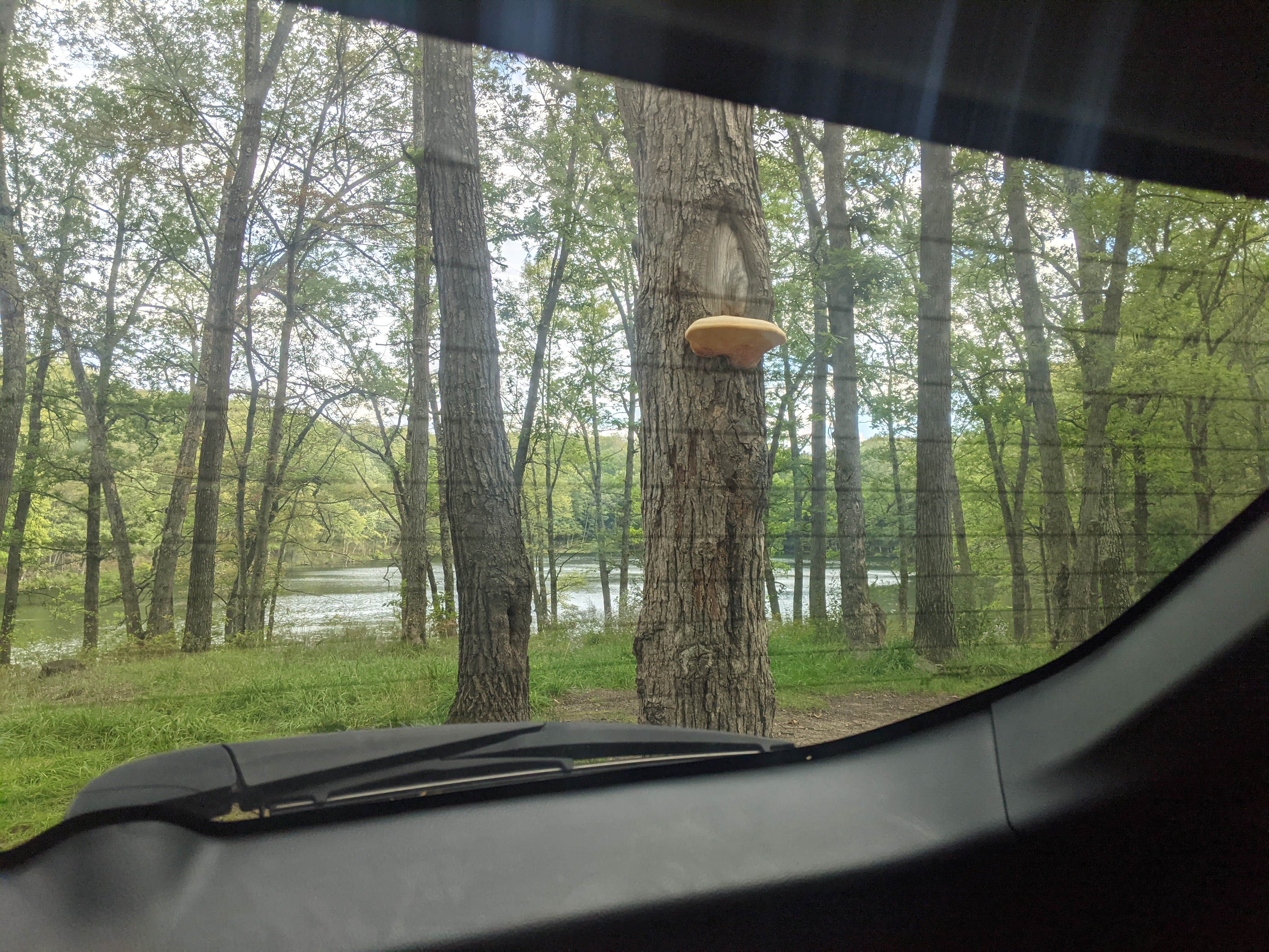 Camper-submitted photo at Condon Lake near Hesperia, MI