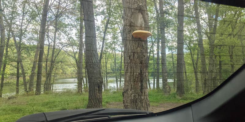 Camper submitted image from Condon Lake