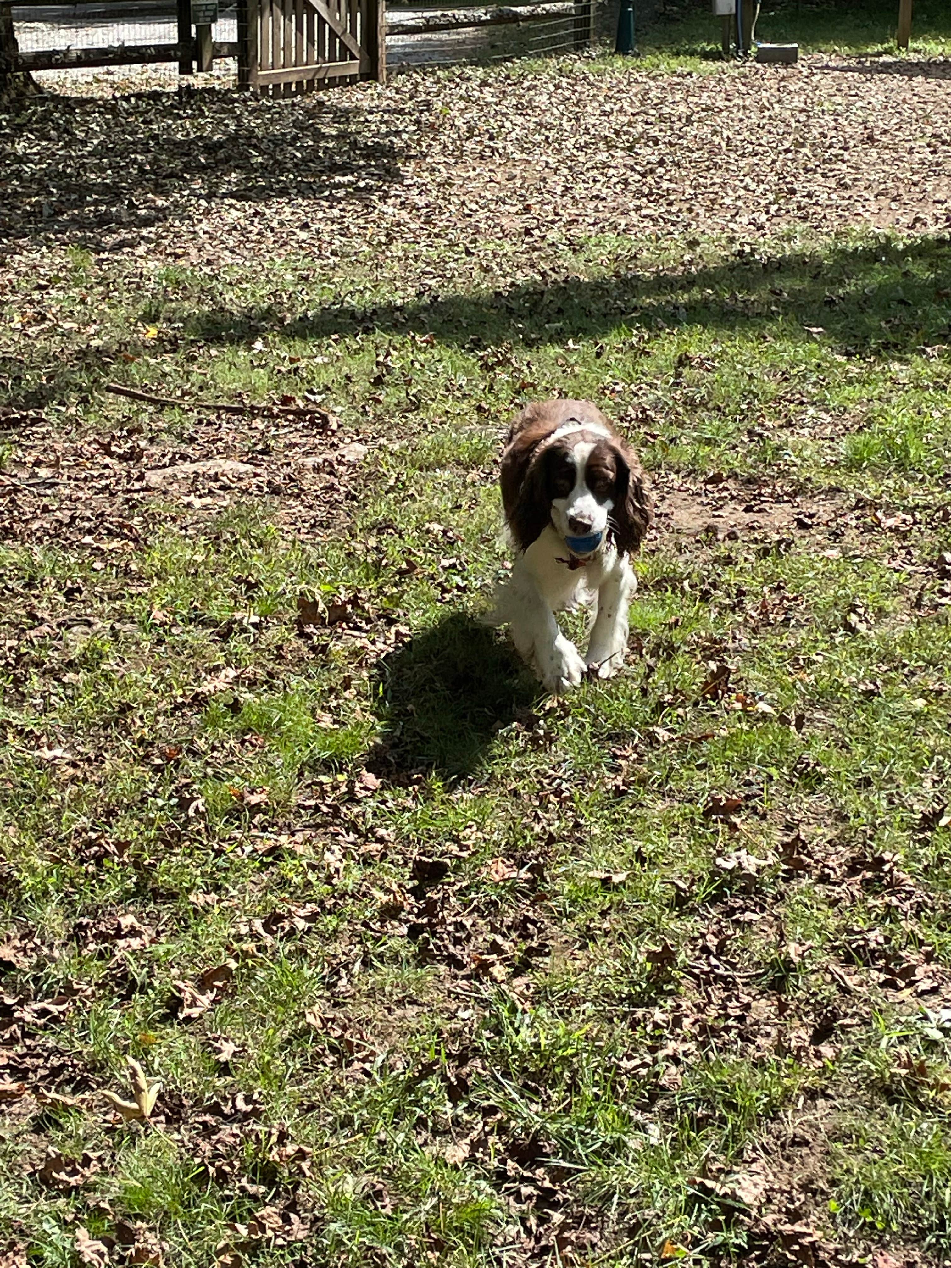 Joel R.'s photo of camping with pets at Townsend-Great Smokies KOA near Maryville, TN