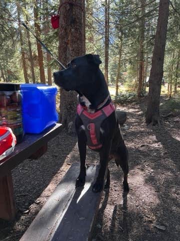 Joel F.'s photo of camping with pets at Portal Campground near Crested Butte, CO
