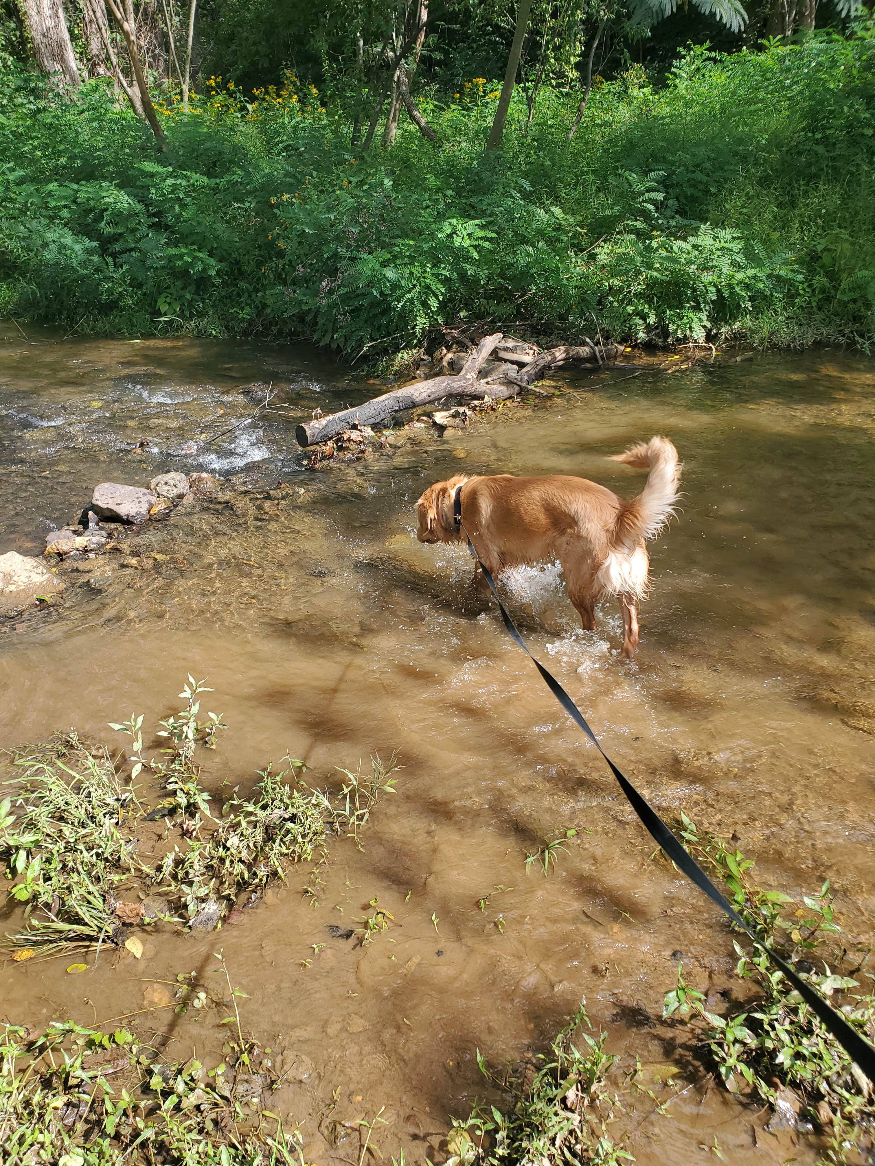 Rayna L.'s photo of camping with pets at Misty Mountain Camp Resort near Crimora, VA