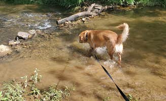 Rayna L.'s photo of camping with pets at Misty Mountain Camp Resort in Virginia