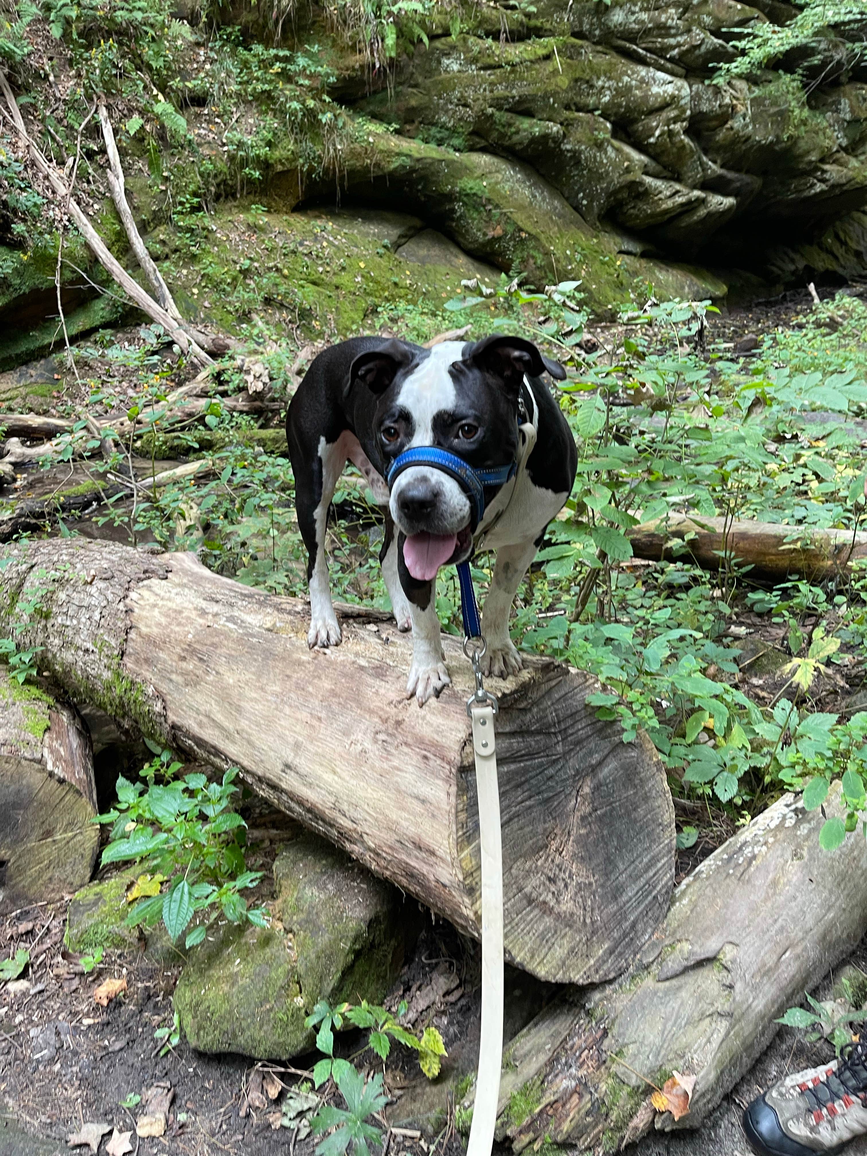 kassondra T.'s photo of camping with pets at Cox Hollow Campground — Governor Dodge State Park in Wisconsin