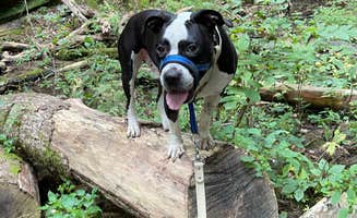 kassondra T.'s photo of camping with pets at Cox Hollow Campground — Governor Dodge State Park near Mazomanie, WI