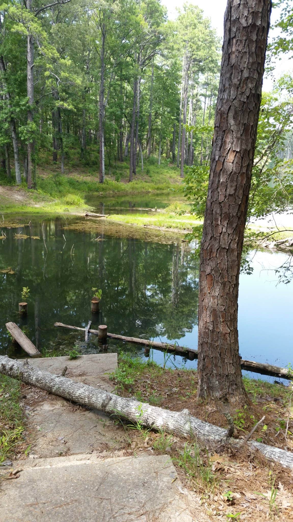 Camper submitted image from Gum Springs Recreation Area — Kisatchie National Forest - 3