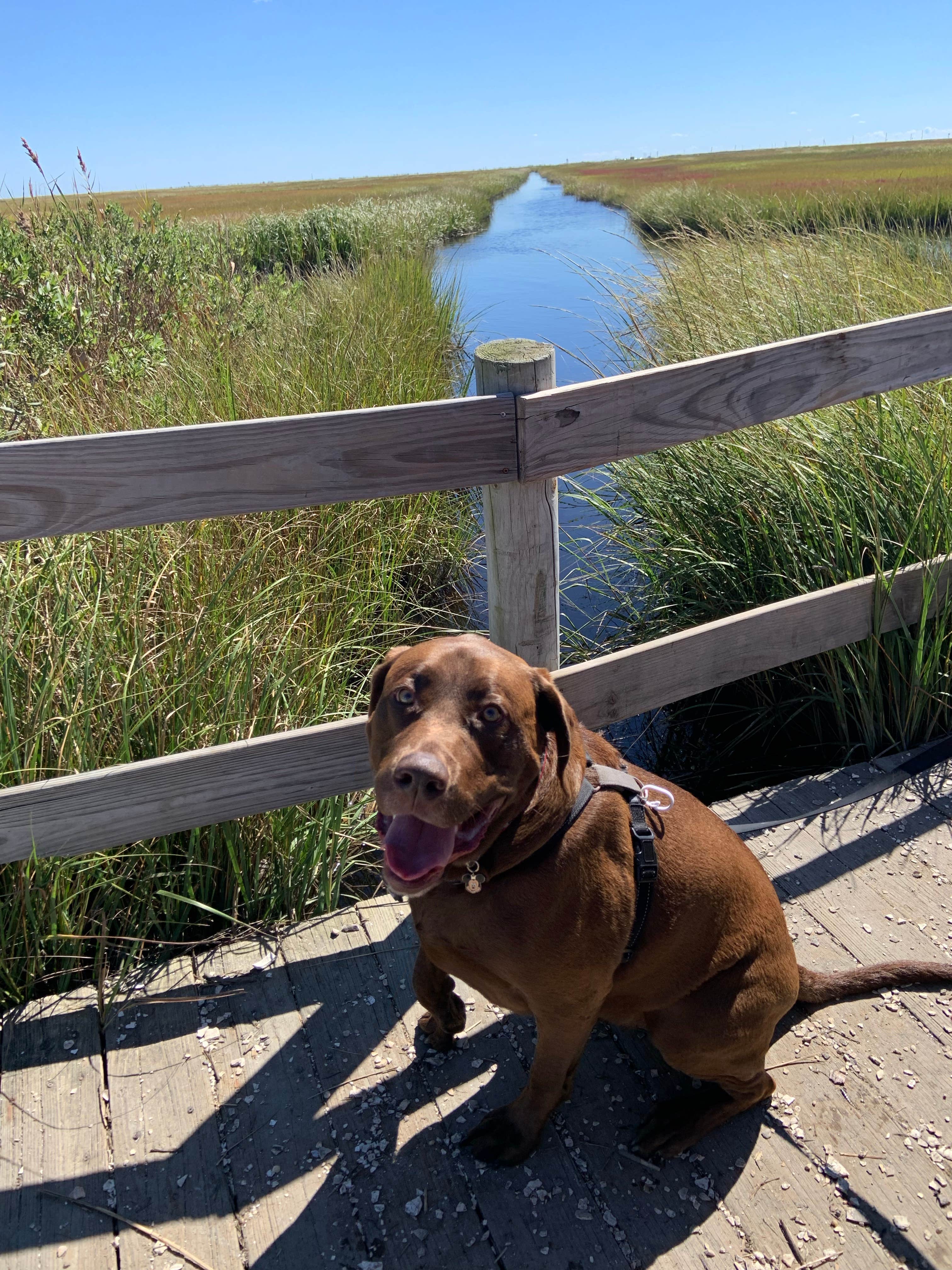 Stephanie H.'s photo of camping with pets at Sea Pirate Campground near Wall, NJ