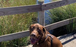 Stephanie H.'s photo of camping with pets at Sea Pirate Campground near Toms River, NJ
