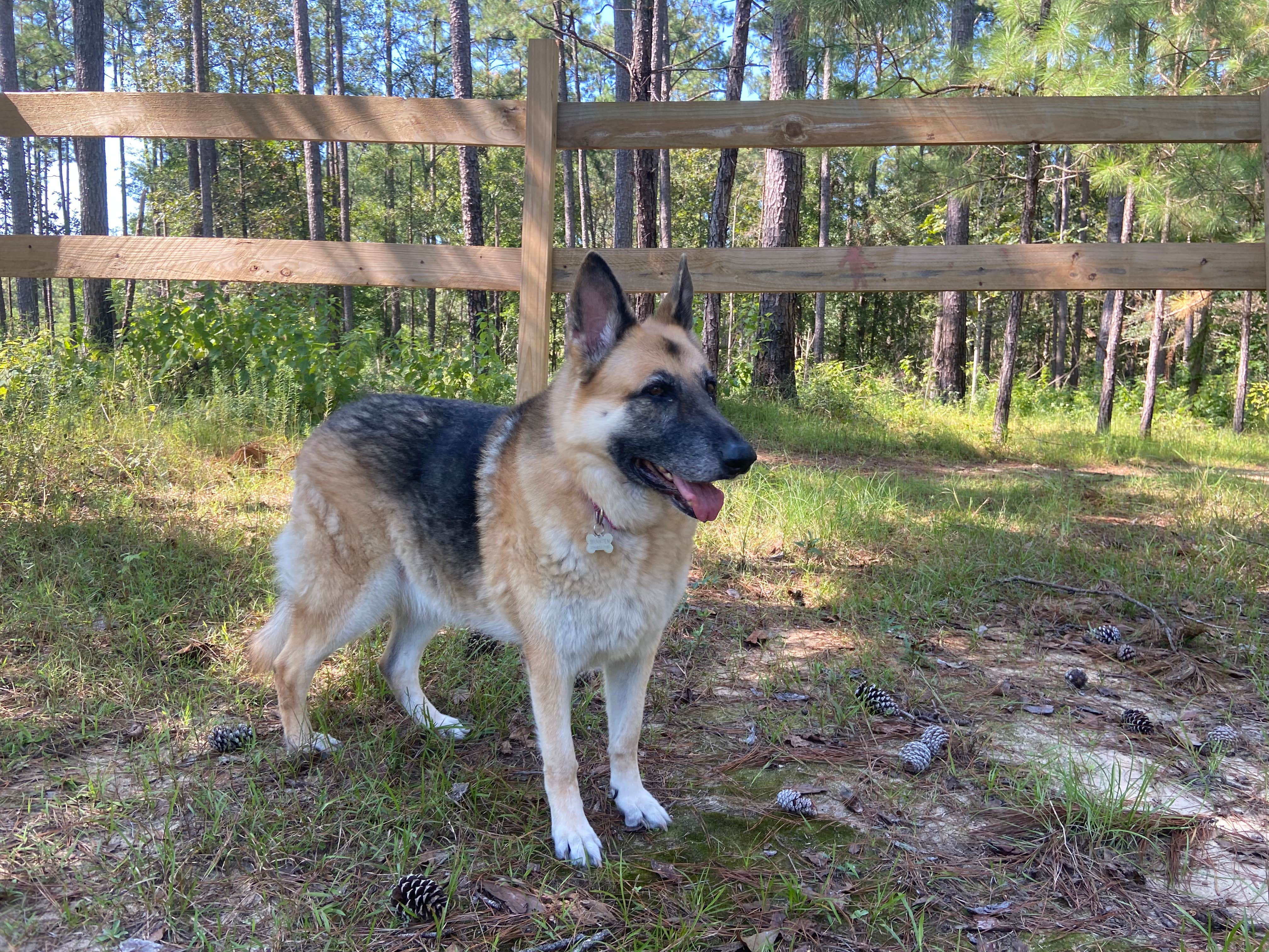 Brandi L.'s photo of camping with pets at Bogue Chitto State Park Campground in Louisiana