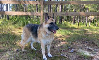 Brandi L.'s photo of camping with pets at Bogue Chitto State Park Campground near Foxworth, MS