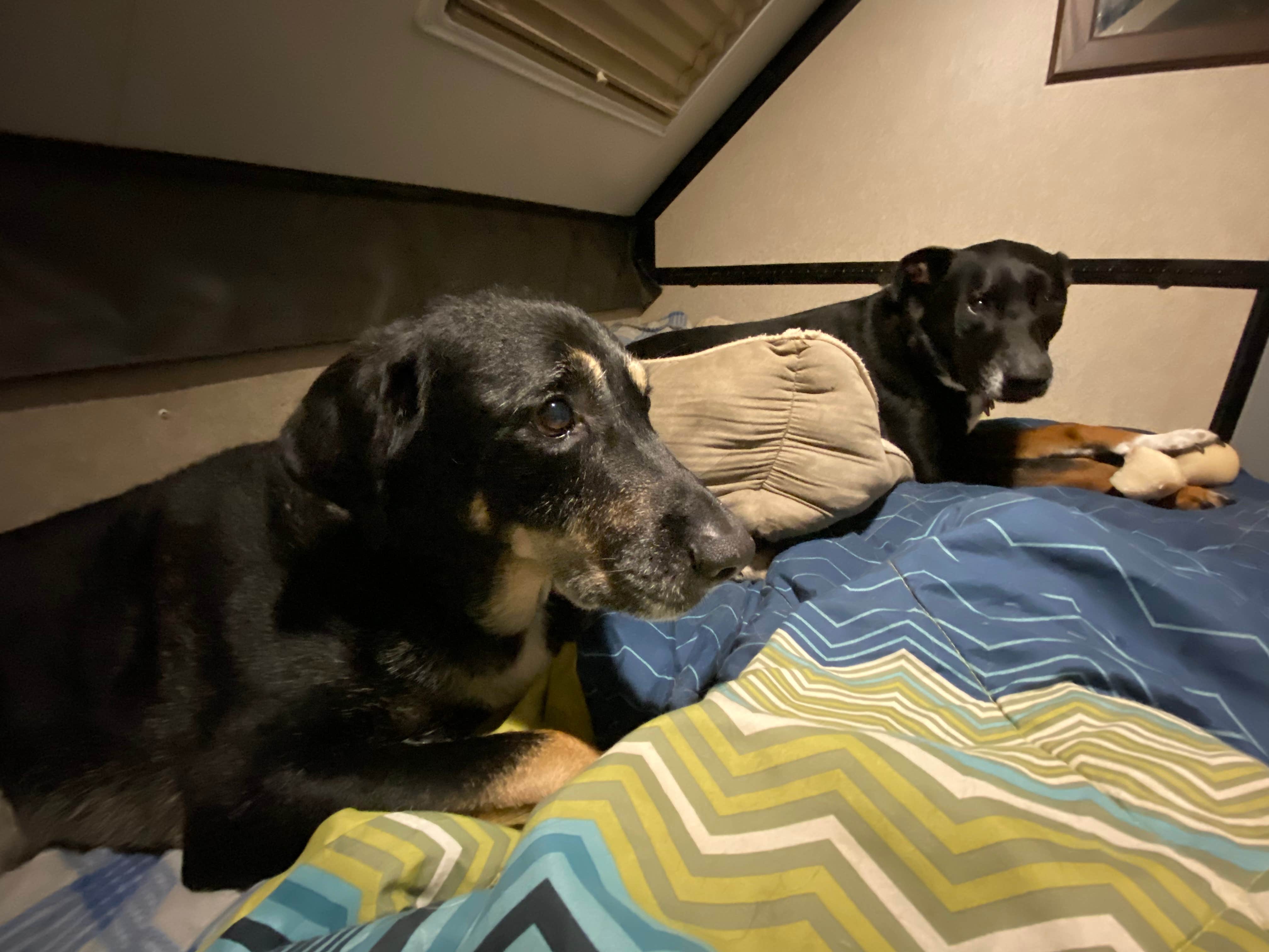 Shannon G.'s photo of camping with pets at Wolf Run State Park Campground near New Concord, OH